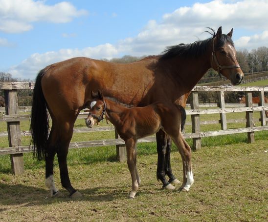 2021 colt by Muhaarar